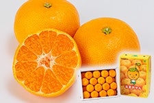 RknEX݂@r`l(24ʁ`32ʓ)@2.5kg@623ȍ~